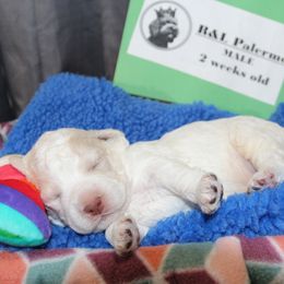Lagotto Romagnolo Puppies from Royal and Loyal Lagotto Romagnolo
