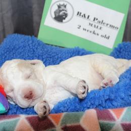 Lagotto Romagnolo Puppies from Royal and Loyal Lagotto Romagnolo