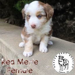Abigail - Red merle female Miniature Australian Shepherd puppy in Jaroso, Colorado from Heaven Sent Aussies