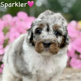 Sparkler - Blue merle female Aussiedoodle puppy in Lancaster, Minnesota from Finney Ranch