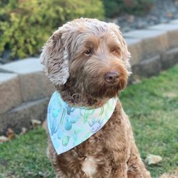 Amelia - Australian Labradoodle