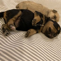 Schnoodle Puppies from Noodle Tings Puppies