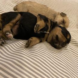 Schnoodle Puppies from Noodle Tings Puppies