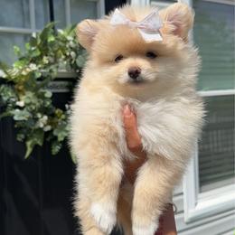 Honey - Cream female Pomeranian puppy in Newport News, Virginia from Nel’s Pomeranians