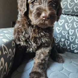 Callie - Chocolate female Goldendoodle puppy in Kansas City, Missouri from Poppy's Doodles