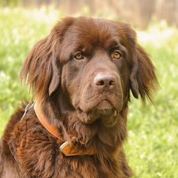 Willow - Newfoundland