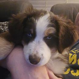 Iris - Red tri-color female Miniature American Shepherd puppy in Vancouver, Washington from BonDrew's Miniature American Shepherds