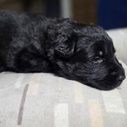 Judd - Black male German Shepherd puppy in Altoona, Florida from Blue Line Shepherds