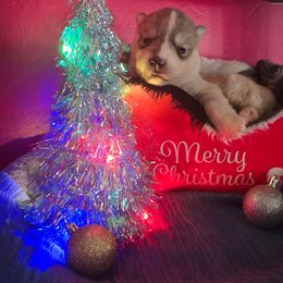 Male 1 - Gray and white male Siberian Husky puppy in Bingham, Illinois from Siberian Instincts Kennel