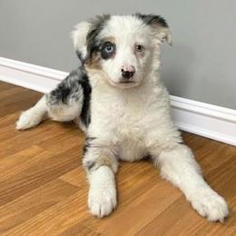 Aussiedoodle, Australian Shepherd, Miniature American Shepherd, and Sporty Mix Puppies from Heart2Heart Pups LLC