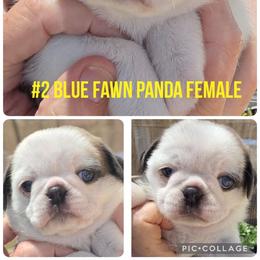 Blue Fawn Panda Female - Black female Pug puppy in Kernersville, North Carolina from Royal House of Pugs
