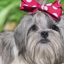 Kali - Shih Tzu