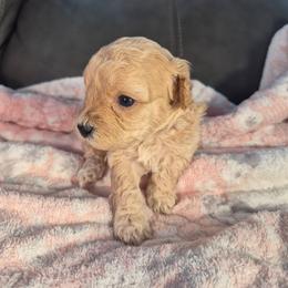 Jin - Apricot male Poodle puppy in Corona, California from Poodle house CA