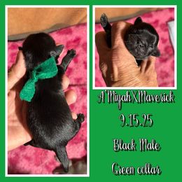 Green collar - Black male Shih Tzu puppy in Kosciusko, Mississippi from The Dog House LLC