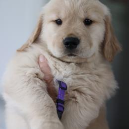 Golden Retriever Puppies from Golden Hour Golden Retrievers