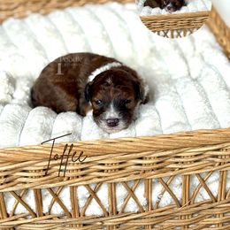 Toffee - Sable male Bernedoodle puppy in Tulsa, Oklahoma from The Poodle Co. Raising Doodles & Poodles