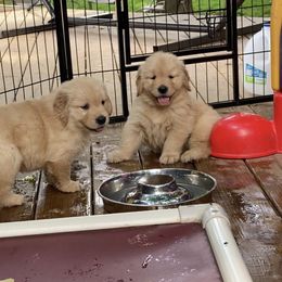 Golden Retriever and Siberian Husky Puppies from Nevani Goldens & Siberians