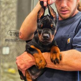 Malik (CO-OWN ONLY) - Black and rust male Doberman Pinscher puppy in China Township, Michigan from Snell's Superior Kennel Dobermann & GSP