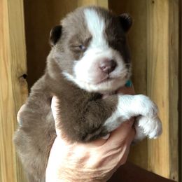 Phoenix - Agouti and white male Siberian Husky puppy in Thomasville, Georgia from Southern Blues Siberian Huskies
