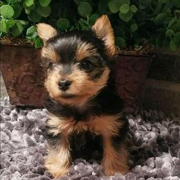 Percy - Black and tan male Yorkshire Terrier puppy in Hot Springs, Arkansas from Kimberly's Lovable Littles