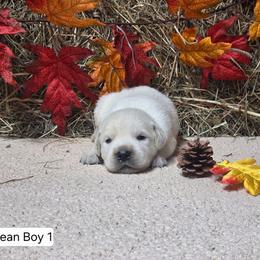 Ocean boy one - Light golden male Golden Retriever puppy in Niles, Michigan from Christiana Creek Goldens