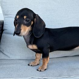 Prada - Dachshund
