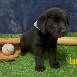 Lucas - Black male Labrador Retriever puppy in Farmington, Missouri from Granite Creek Kennel