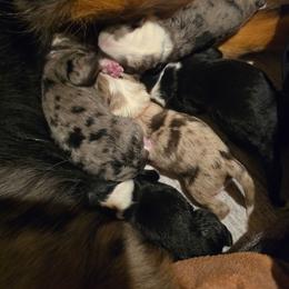 Maize - Black tri-color female Aussiedoodle puppy in Lithia, Florida from Waterford Doodle Farm