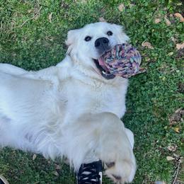 Stella - Golden Retriever