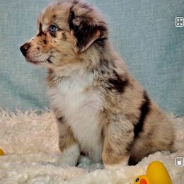 Australian Shepherd Puppies from Winsome Aussies