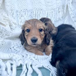 Ember - Cream female Dachshund puppy in Rogue River, Oregon from Bear Feet Dachshunds