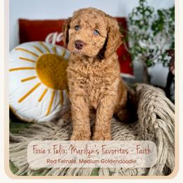 Faith - Apricot female Goldendoodle puppy in Waterford, Michigan from Oh My Doodness!