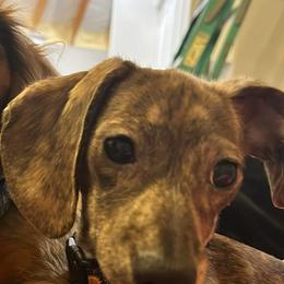 Dachshunds from Blue Star Dachshunds