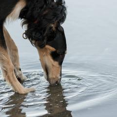 Borzois from Tryasina Borzoi