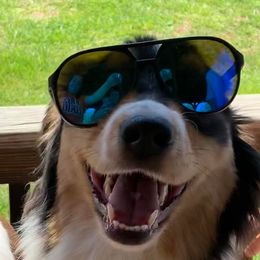 Australian Shepherd All Grown Up from CoralBlitz Australian Shepherd