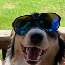 Australian Shepherd All Grown Up from CoralBlitz Australian Shepherd