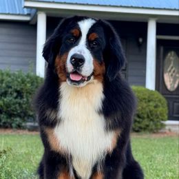 Elvis - Bernese Mountain Dog