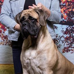 Artemis - Mastiff