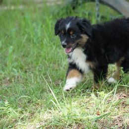 Miniature Australian Shepherd and Toy Australian Shepherd Puppies from Caprock Mini & Toy Aussies