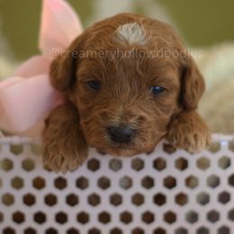 Goldendoodle Puppies from Creamery Hollow Doodles