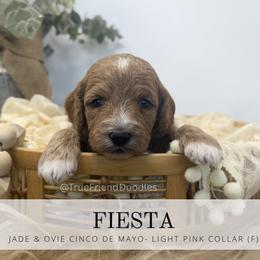FIESTA - light pink collar - Apricot female Goldendoodle puppy in Watertown, New York from True Friend Doodles