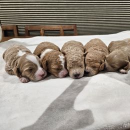 Cavapoo Puppies from Cool Cavapoos