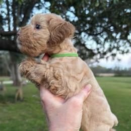 Zydeco - Wheaten male Miniature Schnauzer puppy in Silver Creek, Mississippi from Mamie’s Minis, LLC