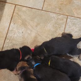German Shepherd Puppies from Lux Shepherds