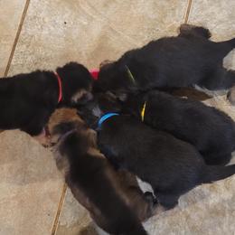 German Shepherd Puppies from Lux Shepherds