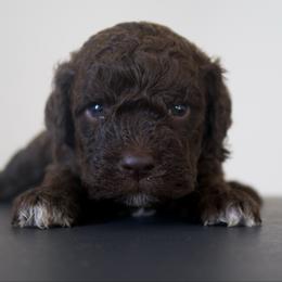 Sia - Brown female Lagotto Romagnolo puppy in North Barrington, Illinois from Lagotto Illinois