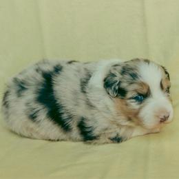 Coral - Blue merle female Australian Shepherd puppy in Cotati, California from Tried and True Aussies
