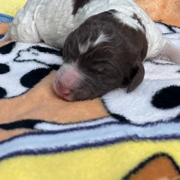 Indy - Parti female Labradoodle puppy in Ellenwood, Georgia from Four Paws Down