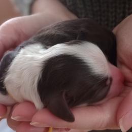 Almond Joy - Brown and white female Bernedoodle puppy in Fairfield, Illinois from Positively Doodles