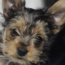 Yorkshire Terriers from Mischief Managed Farm